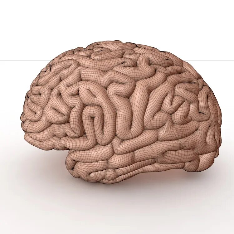 Brain model