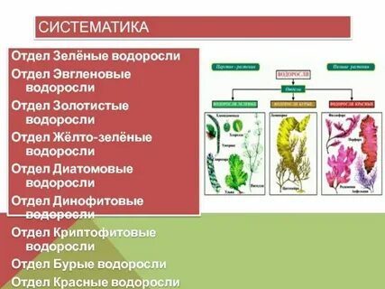 Преобладающие растения водорослей