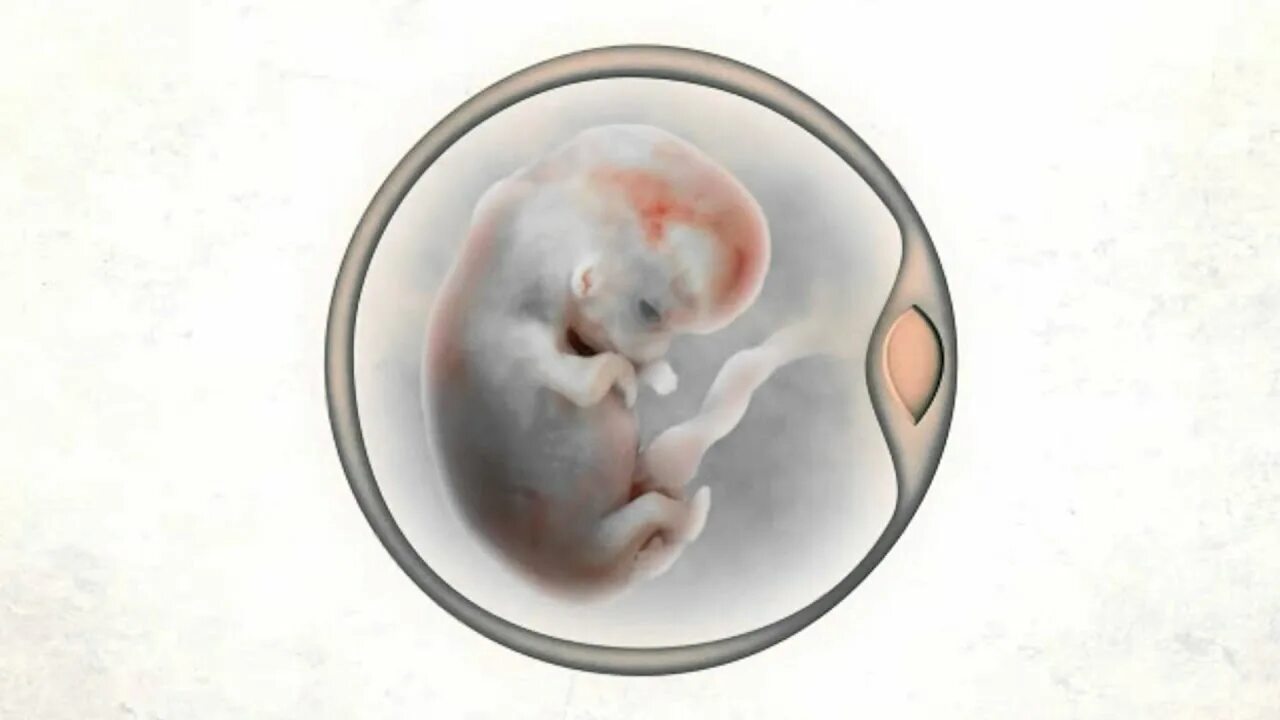 Оценка качества эмбрионов на 5 сутки. Эмбрион на 5 сутки эко. Эко эмбрион морула. Отдам эмбрионы. Эмбрион зигота зигота.