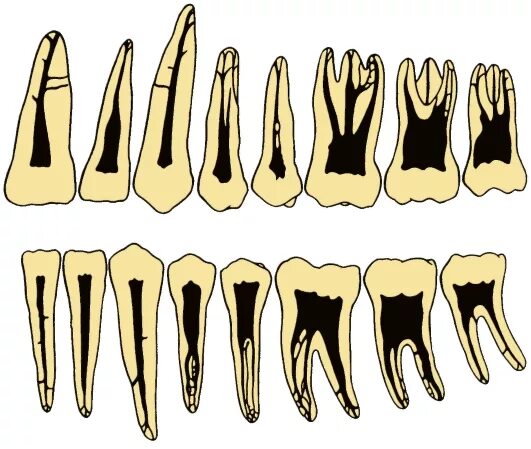 Как называются корни зубов. Анатомия корневых каналов зубов верхней челюсти. Топография каналов зубов верхней и нижней челюсти. Анатомия корневых каналов моляров верхней челюсти. Анатомия корневых каналов зубов верхней и нижней челюсти.