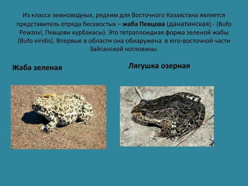 Лягушка остромордая тип развития. Жаба тип класс отряд. Класс земноводные систематика. Серая жаба классификация. Остромордая лягушка классификация.