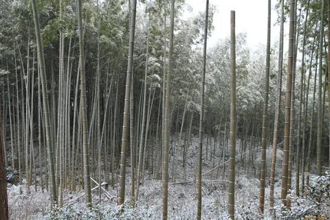 Зимнее бамбуковое