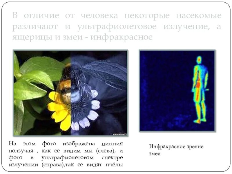 Видеть в ультрафиолетовом спектре. Зрение в ультрафиолетовом спектре. Какие цвета различают насекомые. Как видят в ультрафиолете. Насекомые различают ультрафиолет.