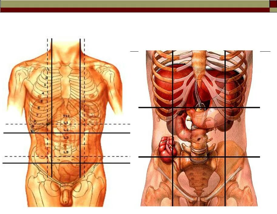 Анатомия человека внутренние органы мужчины с левой стороны спереди. Внутренние органы сбоку справа под ребрами. Расположение органов в животе. Боль спереди ниже ребер