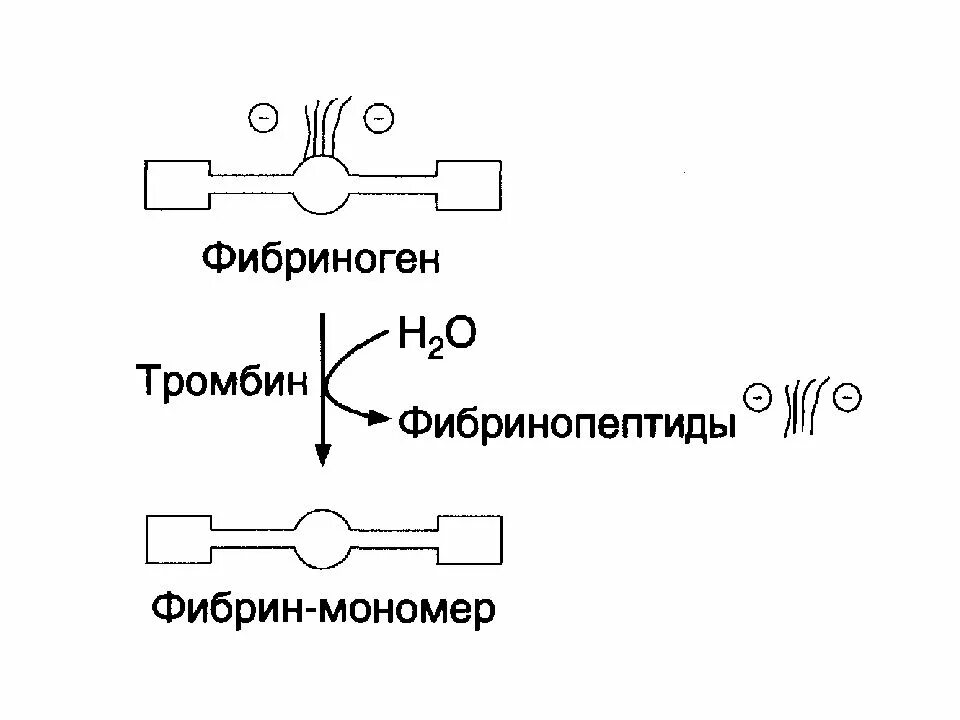 Схема переход фибриногена в фибрин. Синтез фибриногена. Фибриноген молекула. Фибриноген синтезируется в. Синтез фибриногена.