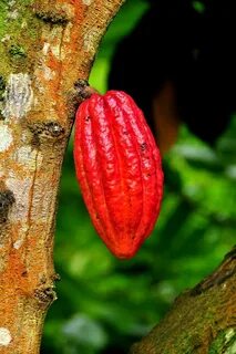 Chocolate is extracted from the fruit