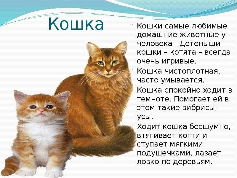 Доклад о домашнем животном. Кошка описание животного. Сообщение о домашних кошках. Доклад про домашних животных.