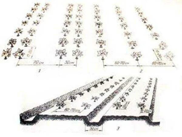 Расстояние грядок клубники. Схема посадки клубники в открытом грунте весной. Схема посадки клубники весной в открытый грунт. Схема посадки клубники на Агро. Клубника схема посадки в открытый грунт.