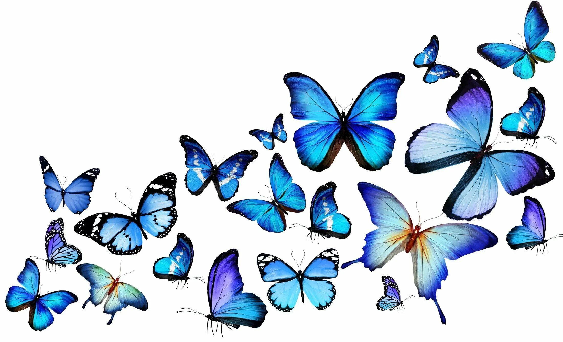 Фон красивый без фона. Бабочки на белом фоне. Бабачкина прозрачном фоне. Разноцветные бабочки на белом фоне. Красивые бабочки на белом фоне.