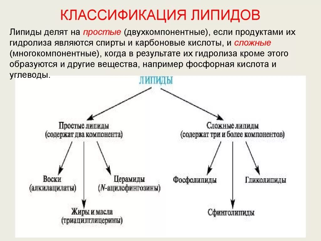 Основные липиды тканей человека. Характеристика простых липидов биохимия. Классификация строения и роль липидов. Классификацию и функции липидов в организме.. Сложные липиды классификация.