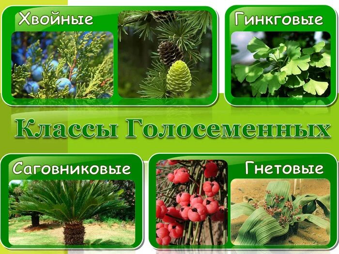 Голосеменные преобладают жизненные формы деревья и кустарники. Хвойные гинкговые гнетовые саговниковые. таблица голосеменные саговниковые гинкговые. отдел голосеменные растения. классификация голосеменных растений.