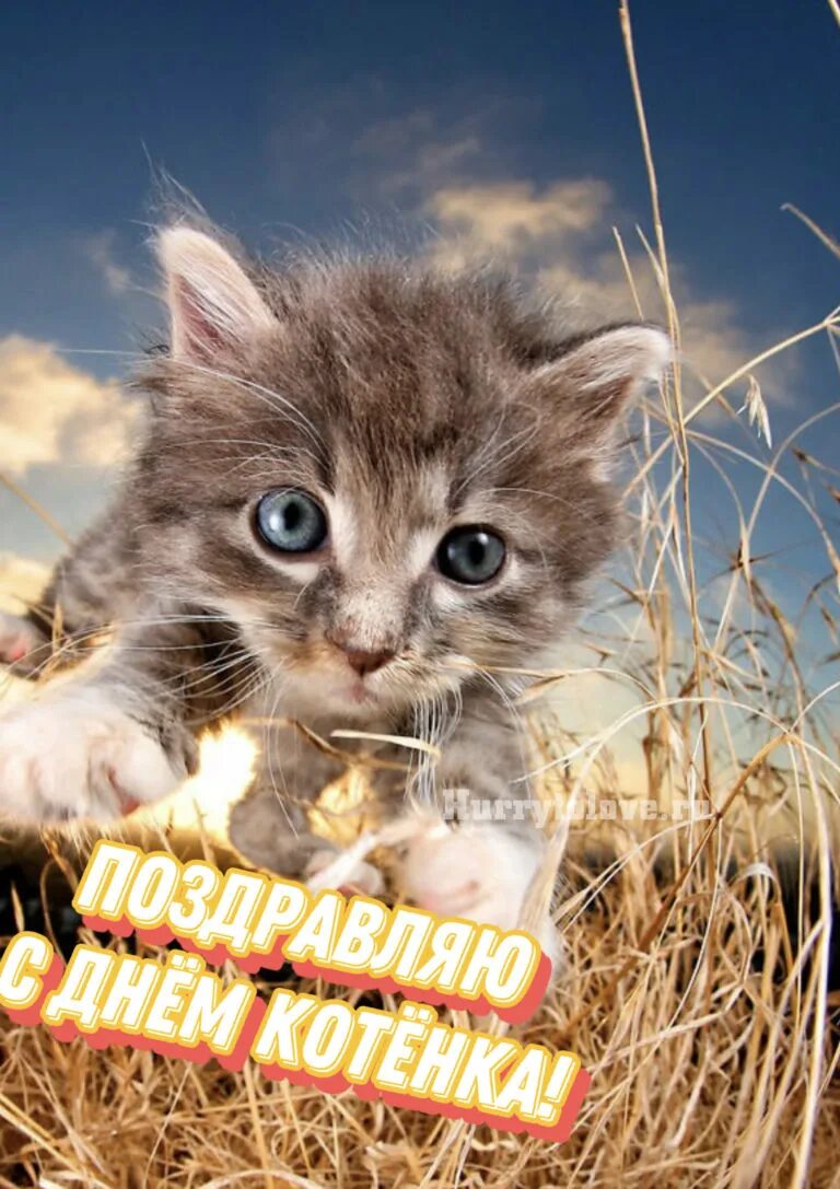 Когда день котят. Милые котята. милые коты. день котенка. день котенка 10 июля.