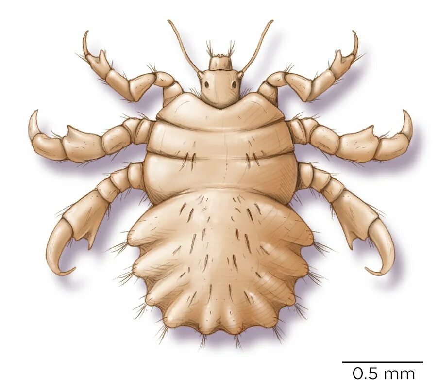 Вша глагол. Pediculus humanus capitis рисунок. Pediculus humanus structure. Вошь мультяшная. Педикулез без фона.
