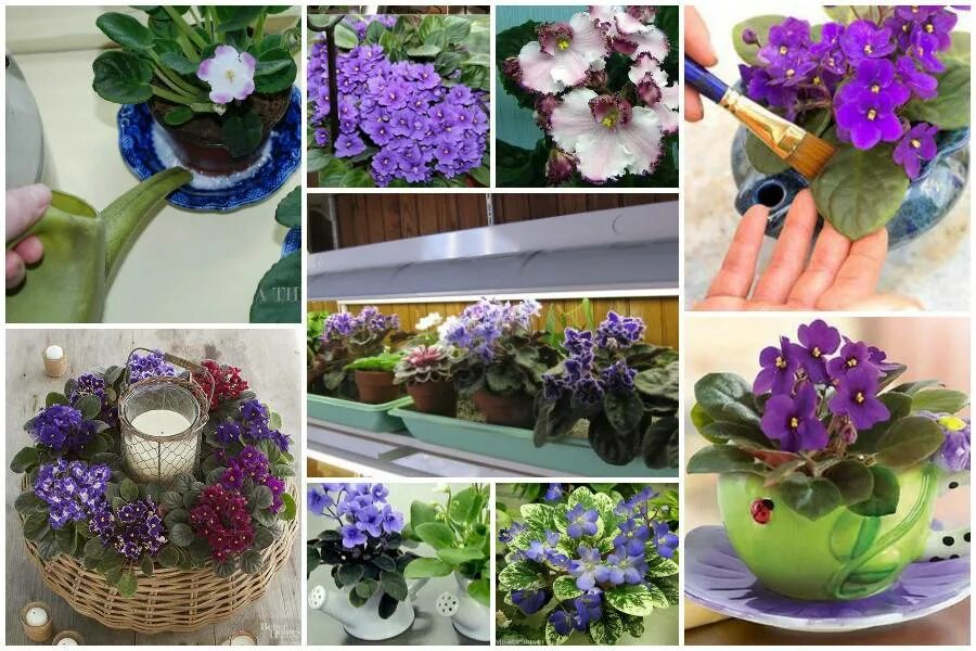 Используют фиалку. Фиалка узамбарская укоренить. Фиалка узамбарская лист. Фиалка узамбарская лист. Используют фиалку.