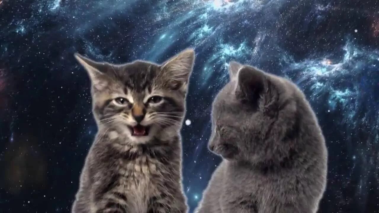 Котик мяу. Поющие коты. Мя. Блокнотики мяу мяу. Мяу мяу мяу мяу мяу мяу мяу мяу.