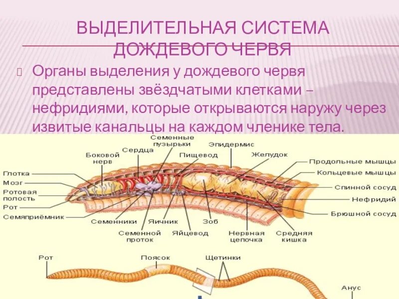 Выделительная система дождевого червя. Кольчатые черви выделительная система органы. Выделительные канальцы дождевого червя. Строение выделительной системы червя. Дождевой червь относится к группе