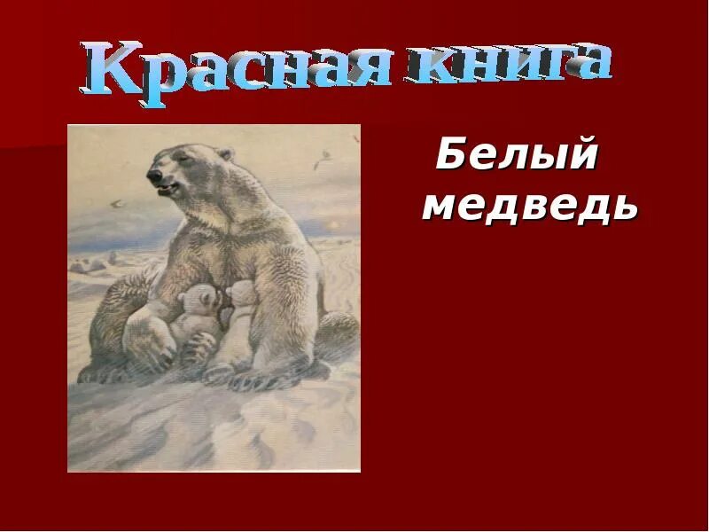 Почему белого медведя вписали в красную книгу