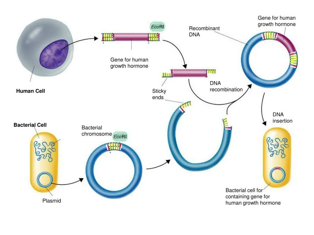 Плазмиды биотехнология. Метод рекомбинантных плазмид схема. Технология рекомбинантных ДНК. Схема получения рекомбинантных белков. Рекомбинантная плазмида инсулин.