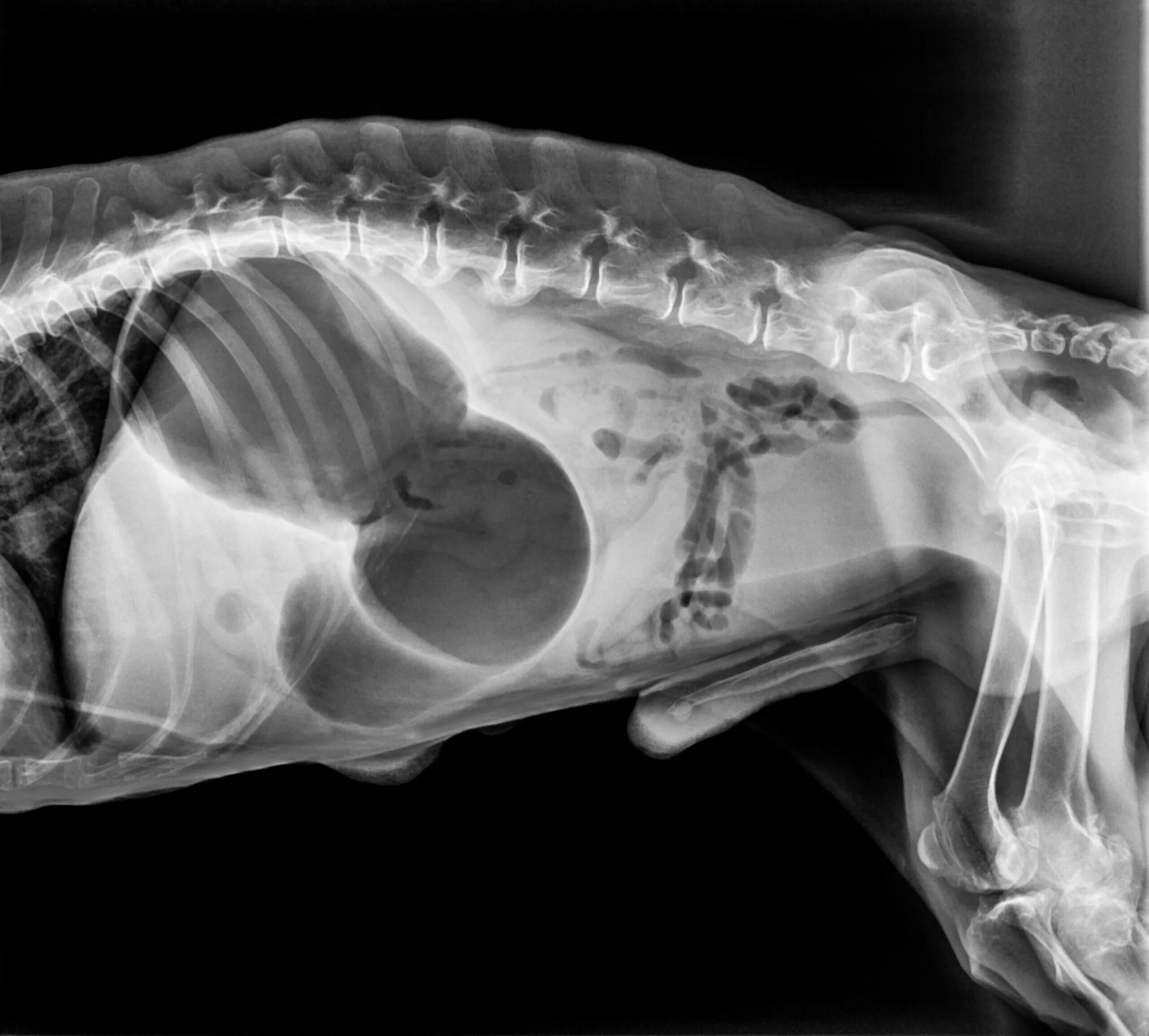 Селезенка кота. Рентген брюшной полости собаки в норме. Заворот желудка у собаки рентген. Рентген брюшной полости собаки. Заворот селезенки у собаки на рентгене.