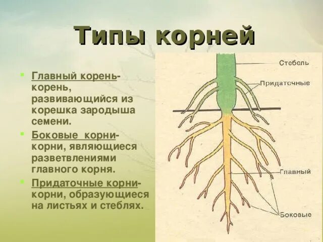 Придаточные корни есть. Придаточные корни и боковые корни. Типы корневых систем 9 класс. Придаточные боковые и главный корень. Боковые и придаточные Корн.