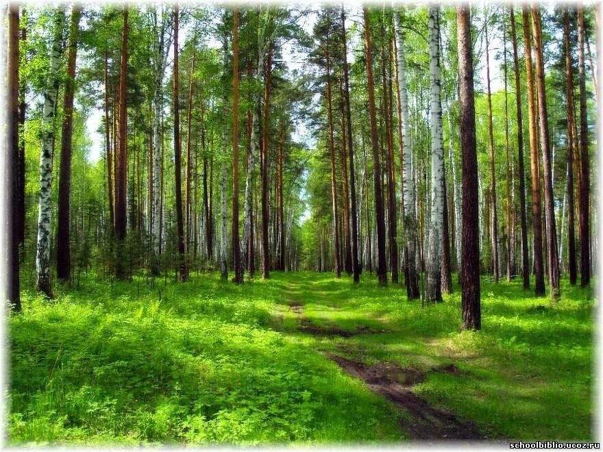 Хвойный карельский лес поляна. Повтори лес. Лес. Лесные тропинки. Нарисовать лес.