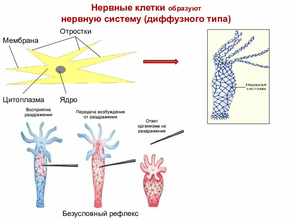 Диффузная функция. Сетчатая нервная система гидры. Нервная система гидры пресноводной. Строение нервной системы гидры. Гидра нервная система диффузного типа.