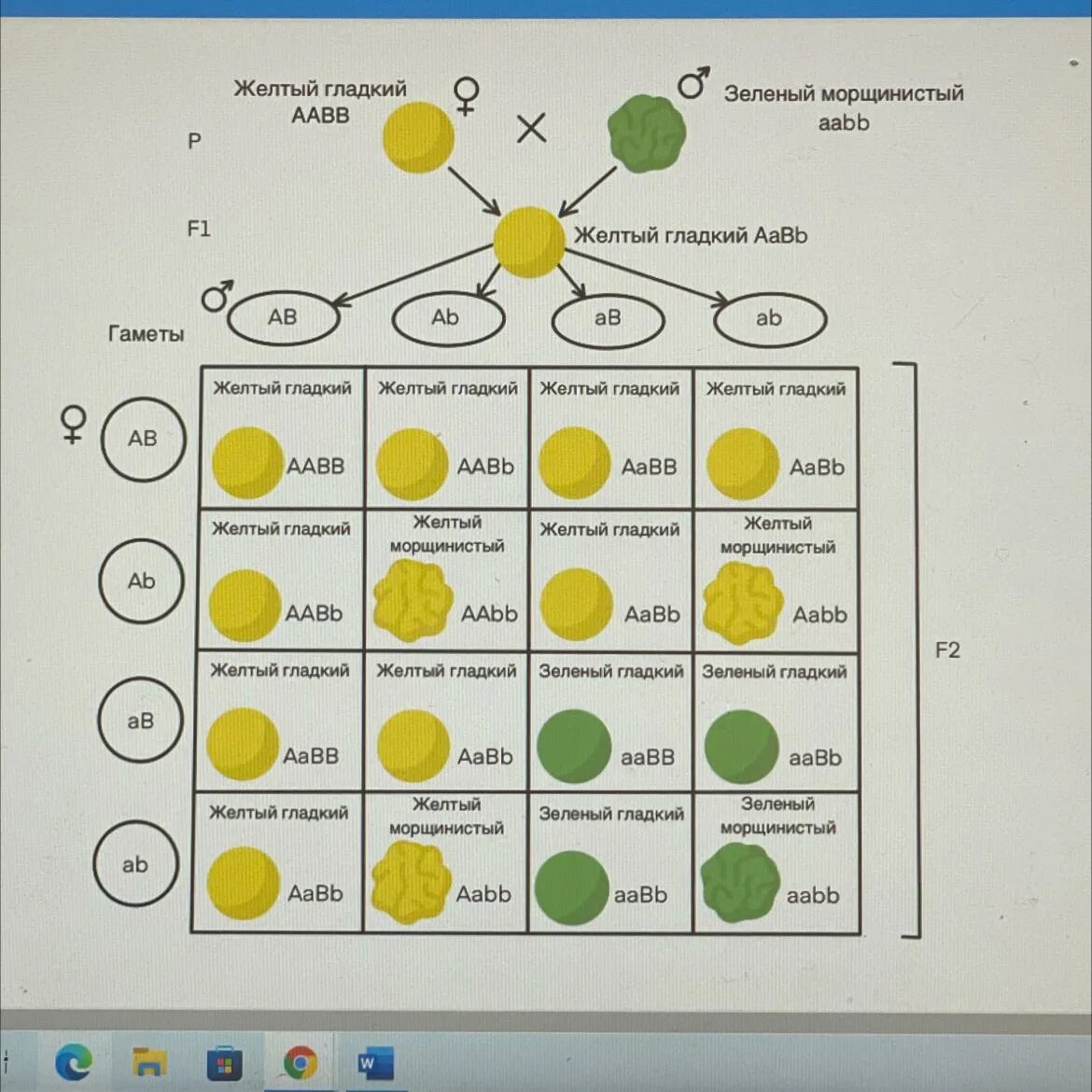 Желтый гладкий горох скрестили. Схема моногибридного скрещивания растений гороха. Схема скрещивания биология. Перед вами схема скрещивания двух растений гороха исходя из данных. Схему скрещивания растений гороха.