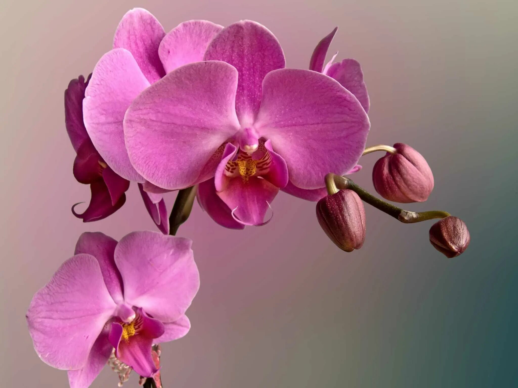 Орхидея serena. Phal. Фаленопсис орлеан. Liu's beauty taiwan. Орхидеи orchid.