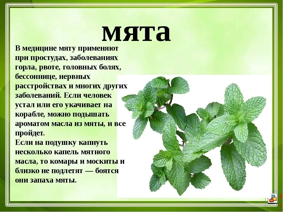 Для чего применяется мята. Лекарственные растения. мята лекарственное растение. лекарственные растения для детей. полезные растения описание.