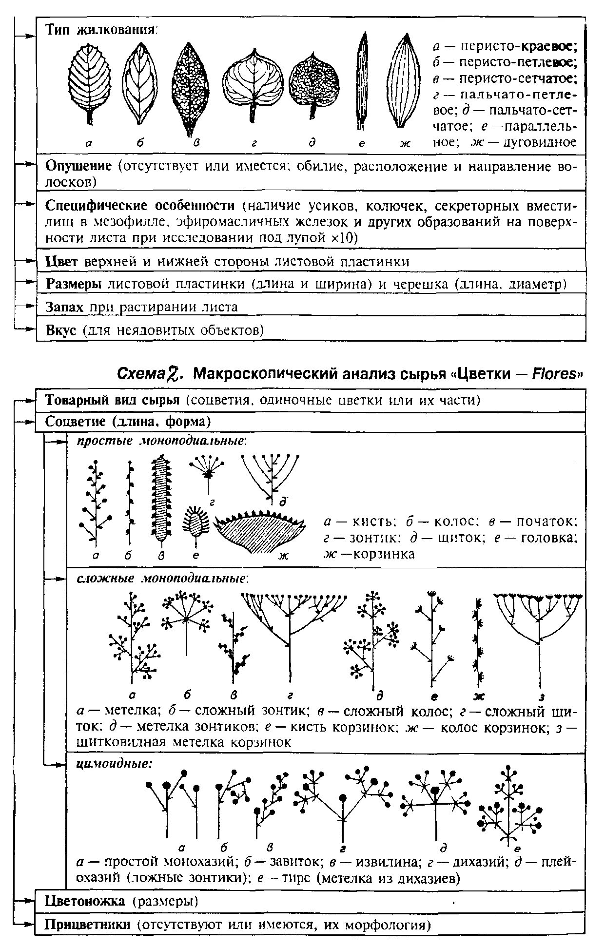 Макроскопический анализ лекарственного растительного. Схема макроскопического анализа листьев. Макроскопический анализ лекарственного растительного сырья листья. Макроскопический анализ цветков. Микроскопический анализ макроскопический анализ.