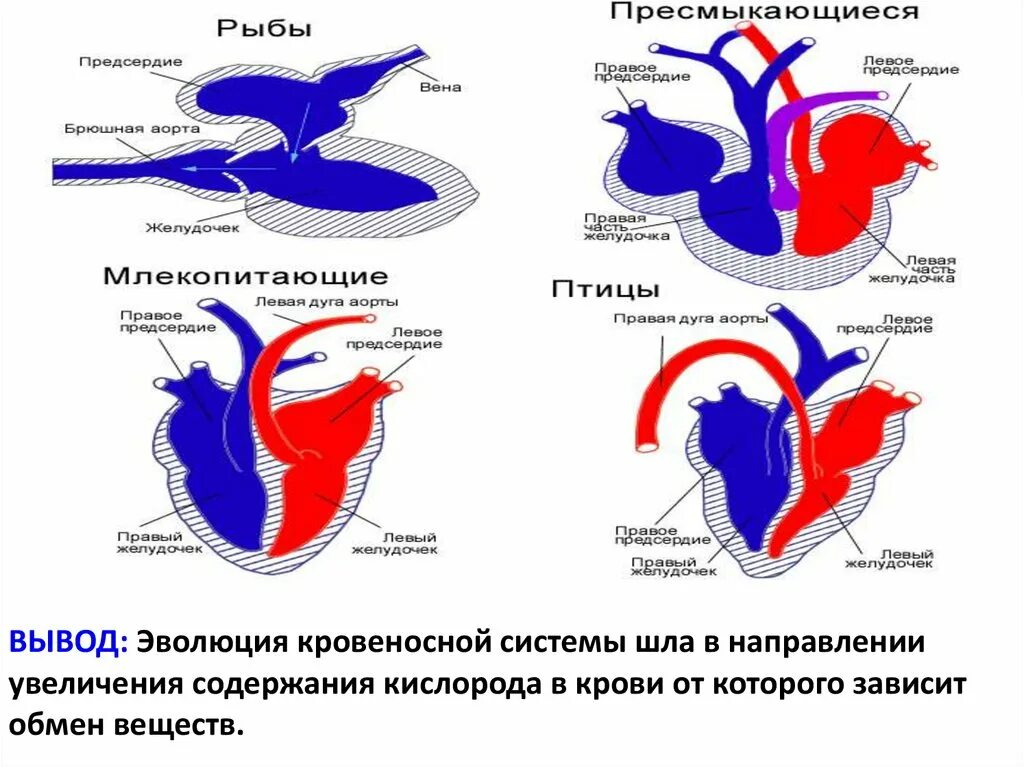 У каких хордовых двухкамерное сердце