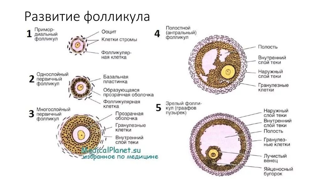 Название женской половой клетки. Строение первичного фолликула яичника. Строение фолликула яичника. Строение яйцеклетки фолликулярные клетки. Фазы созревания яйцеклетки схема.