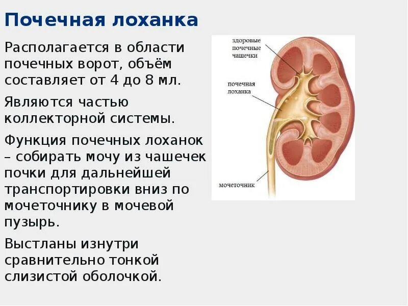 Лоханка латынь. Ворота почки располагаются. Ворота почки находятся. Ворота почки анатомия. Почечная лоханка анатомия.