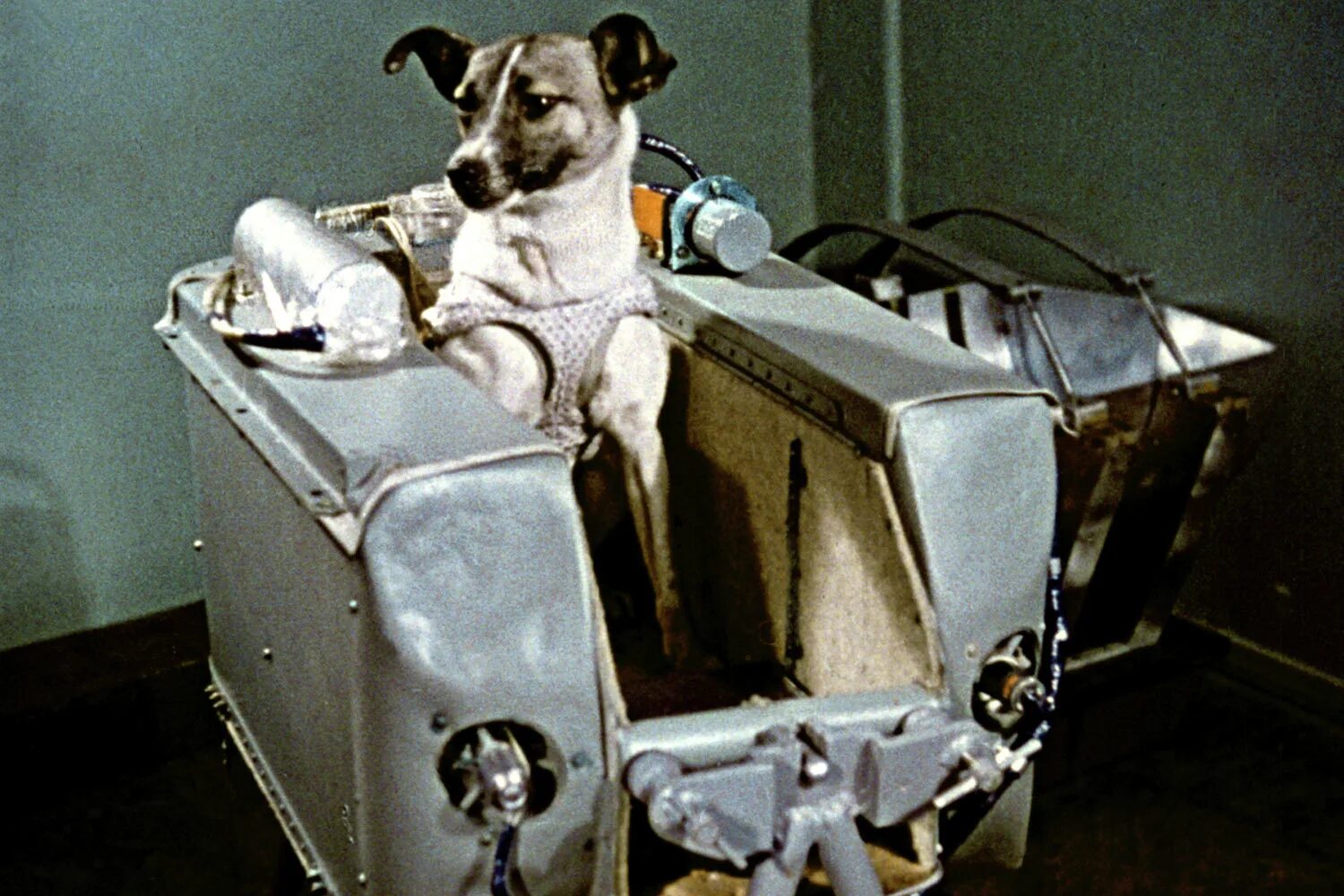 Животные раньше людей полетели в космос. Первая собака космонавт лайка. Лайка 1957. Первая собака лайка в 1957 году была отправлена в космос. Собака космонавт лайка 1957 год.