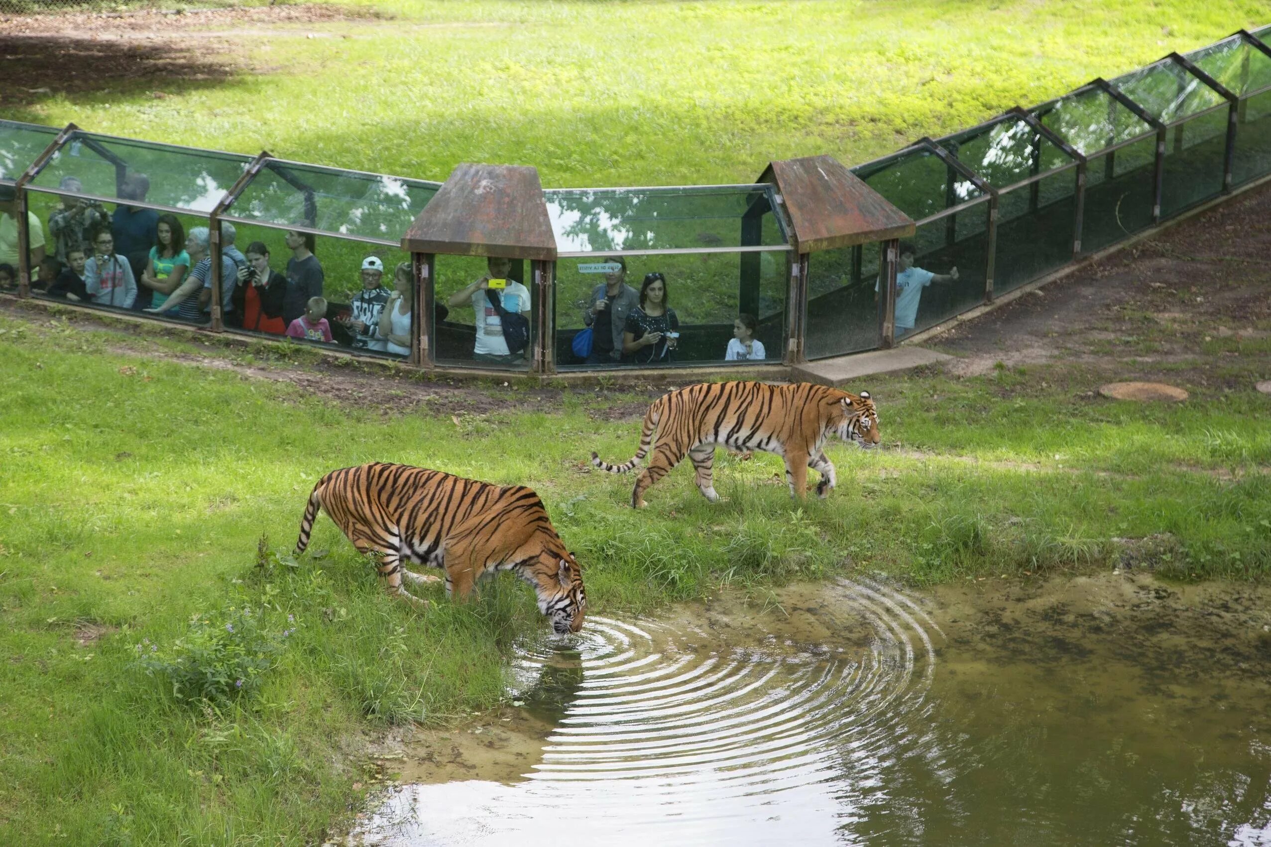 Zoo animals park. Парк Туари в Париже сафари. Зоологический парк «сафари-парк «Тайган». Зоопарк Барселоны. Московский сафари парк.