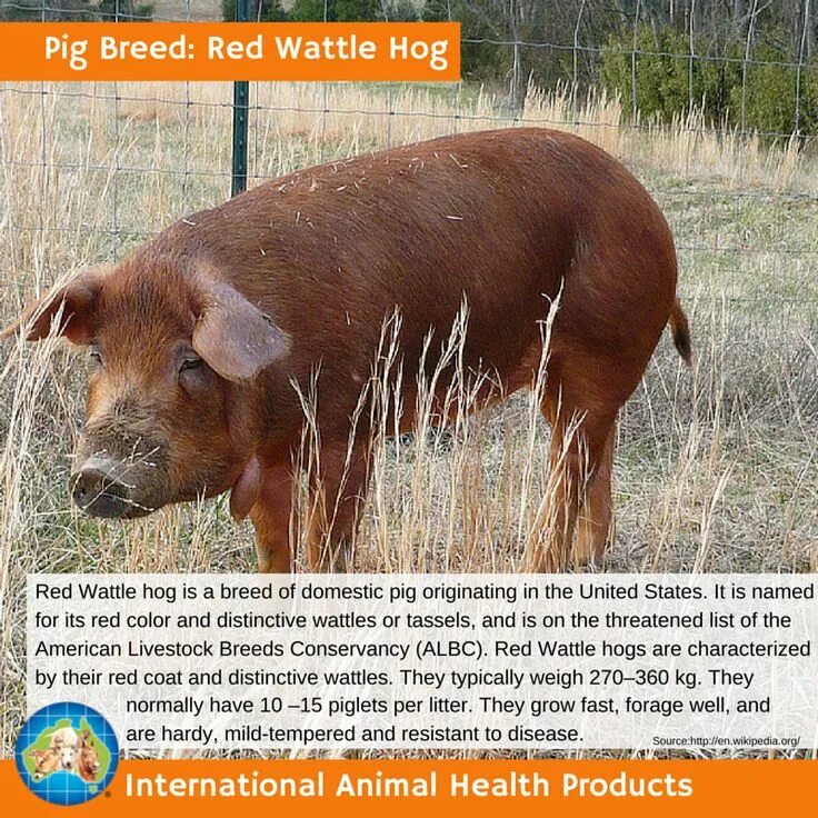 Red hog. Red hog