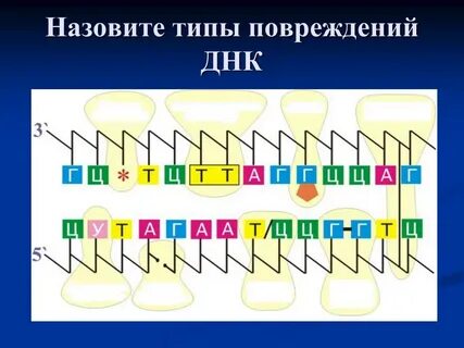 Выберите вид днк