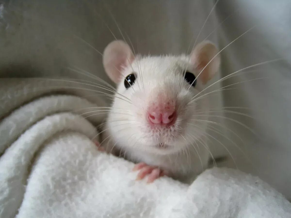 Домашние белые мыши. Крыса Дамбо белая с красными глазами. Крыса Дамбо альбинос. Крыса Дамбо белая. Дамбо крысята белые с красными глазами.