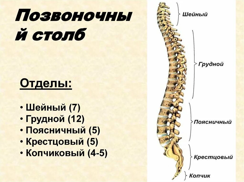 Отделы спины. Скелет анатомия Позвоночный столб. Позвоночник строение анатомия грудной отдел. Отделы позвоночного столба и количество позвонков. Позвоночник грудной отдел строение скелета.