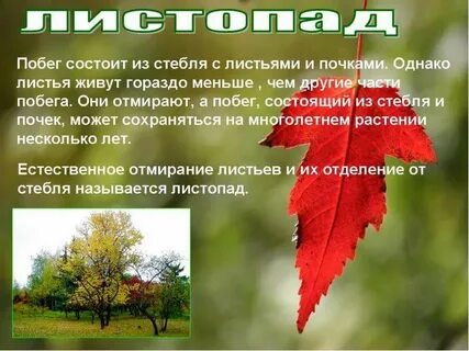 Проект про листья