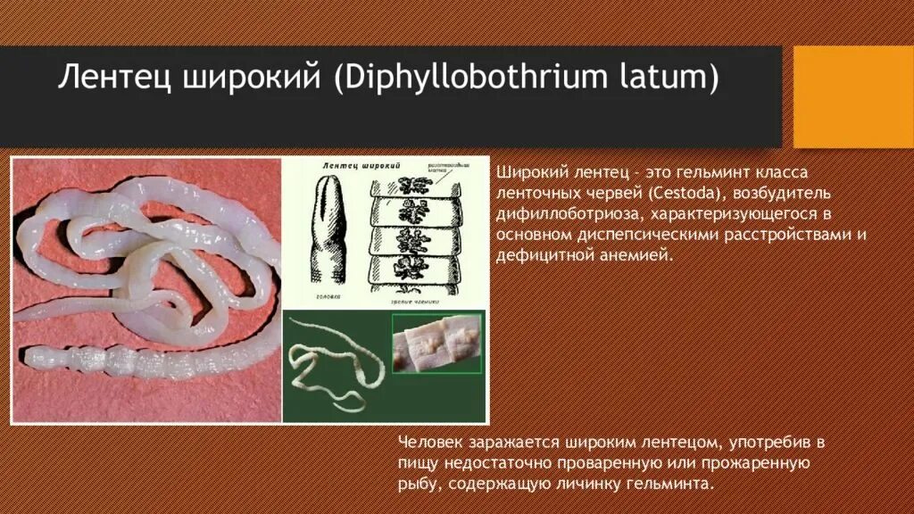 Червь широкий лентец. Ленточные черви широкий лентец. Ленточный червь дифиллоботриоз. Широкий лентец (Diphyllobothrium latum). Ленточный червь широкий лентец.