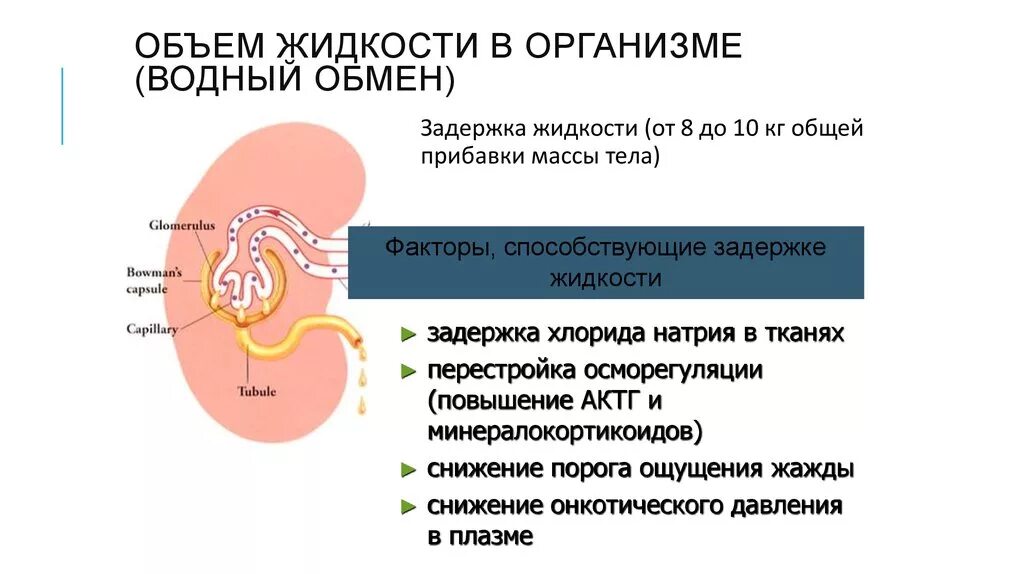 Задержка жидкости в организме. Накопление жидкости в организме. Задержка жидкости в организме причины. Вода задерживается в организме.