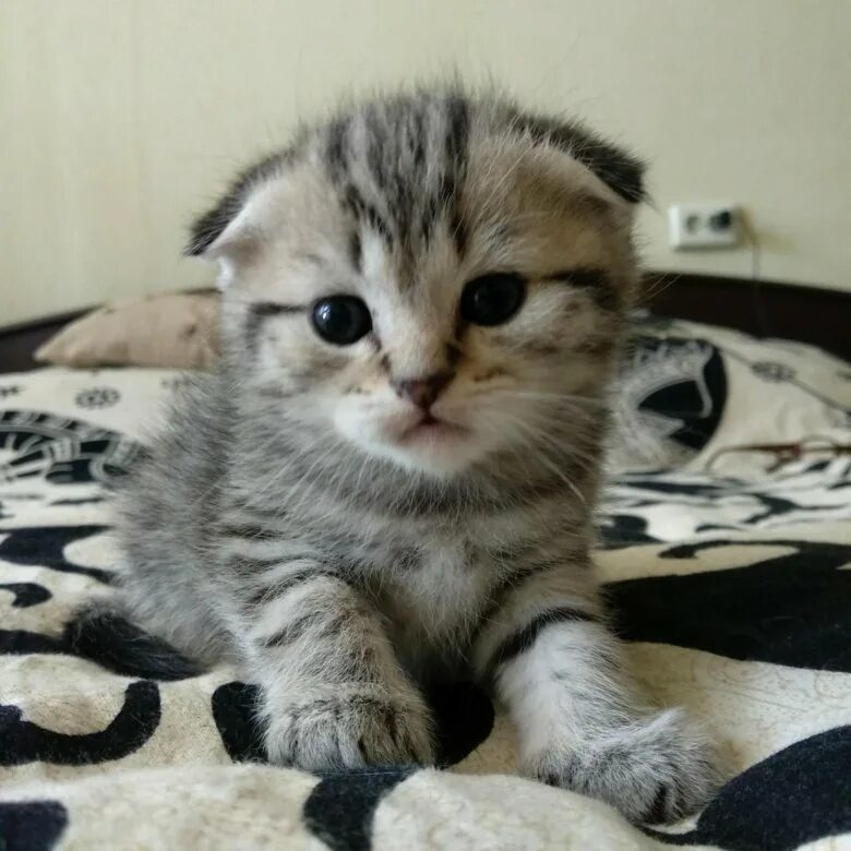 Вислоухий полосатый котенок. Шотландская вислоухая кошка полосатая. шотландские котята вислоухие полосатые. вислоухий британец полосатый. скоттиш фолд полосатый котенок.