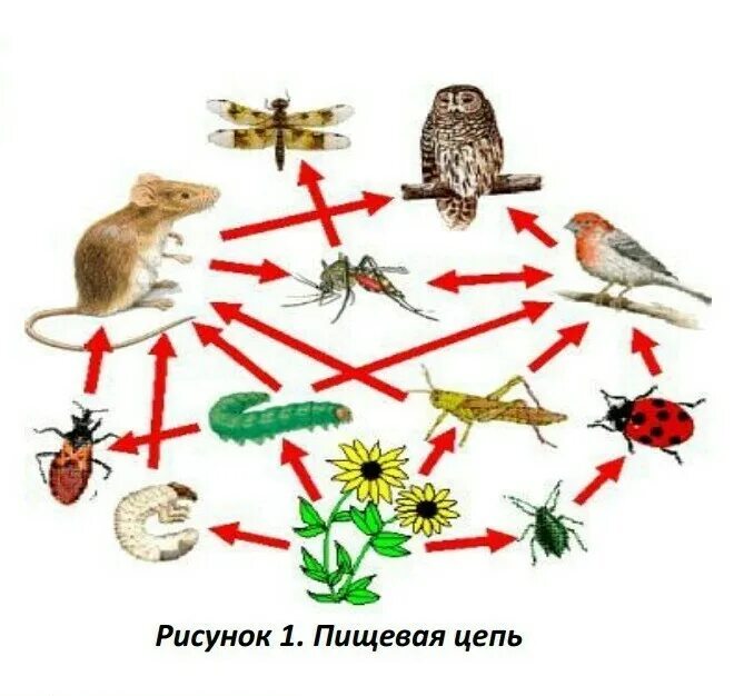 Ястреб дрозд гусеница крапива пищевая цепь