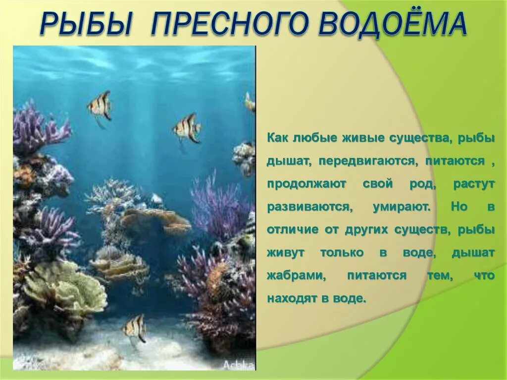 Для чего вода животным окружающий мир