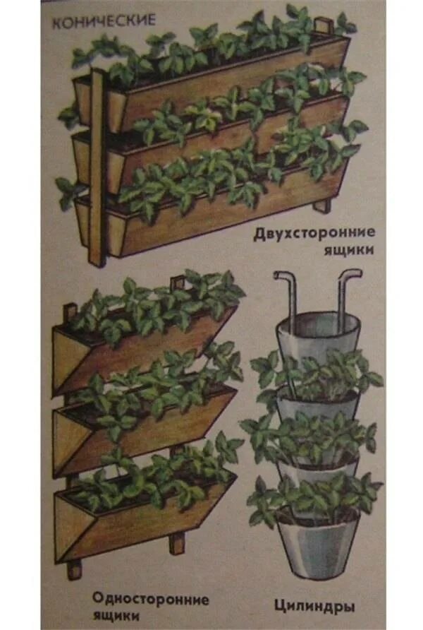 В какую емкость сажать огурцы. Клубника ремонтантная рассада в горшках. Вертикальные грядки для клубники. Вертикальная грядка для овощей. Вертикальные грядки для земляники.