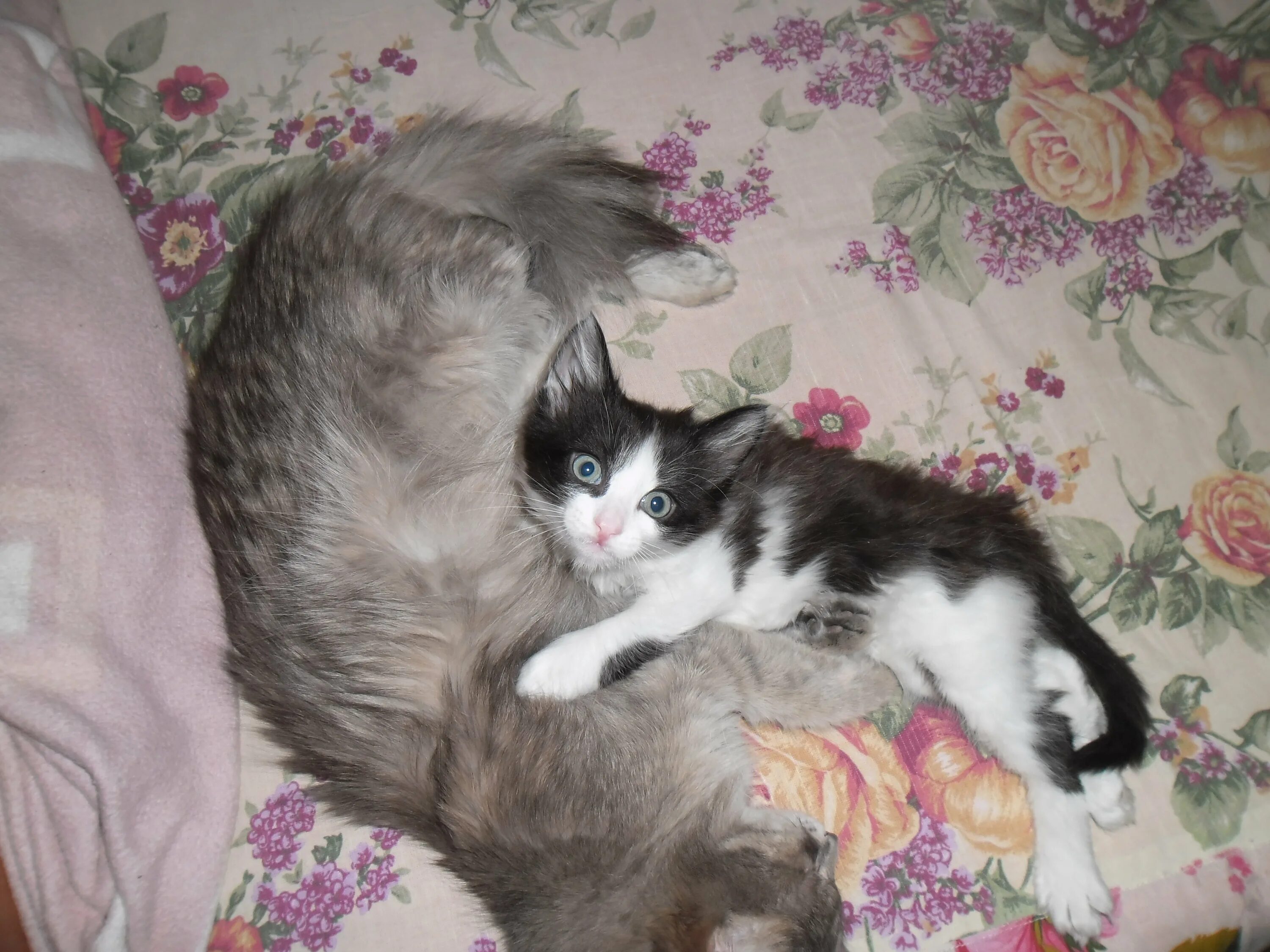 Как выглядит котенок в 2. 2 месячные котята. котенок 2 мес. кот 2 месяца. котик 2 месяца.