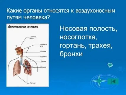 К какой системе органов относятся легкие