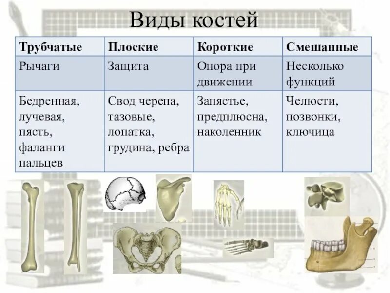 Какие кости скелета человека являются трубчатыми. Типы кости 8 класс. кости скелета и типы костей. типы костей в скелете человека. типы костей трубчатые губчатые плоские таблица.