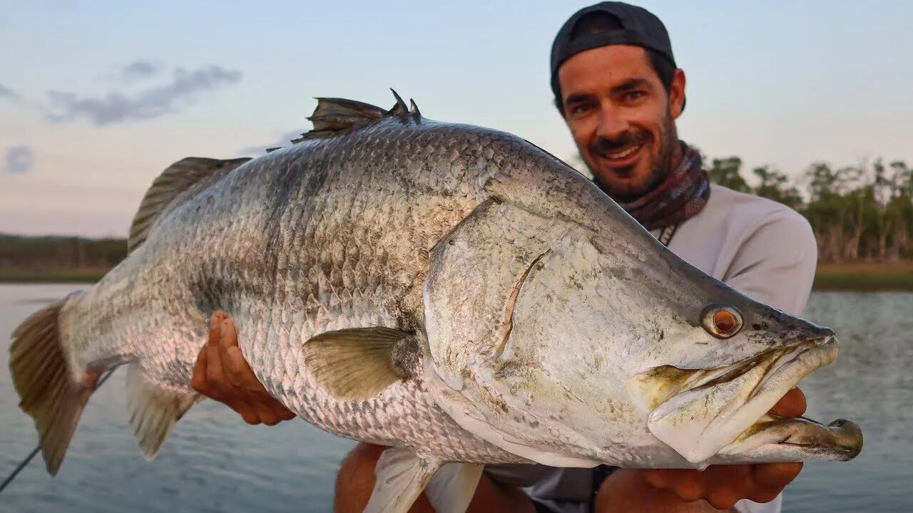 Окунь Барамунди австралийский. Морской окунь Барамунди. Баррамунди Австралия. Белый окунь Барамунди.